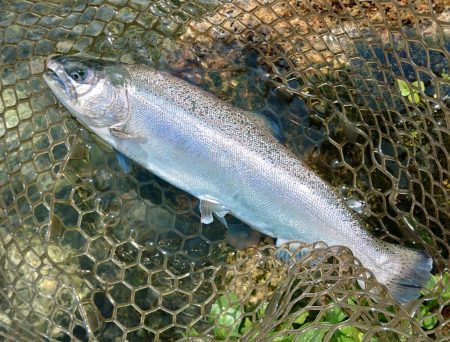また高島の泉へ